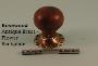Rosewood Mushroom Knob Set - Classic, Ringed or Flower Backplates - 1007