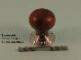 Rosewood Mushroom Knob Set - Classic, Ringed or Flower Backplates - 1007