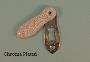 Crackle White Ceramic Covered Escutcheon - 1034