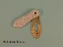 Crackle White Ceramic Covered Escutcheon - 1034